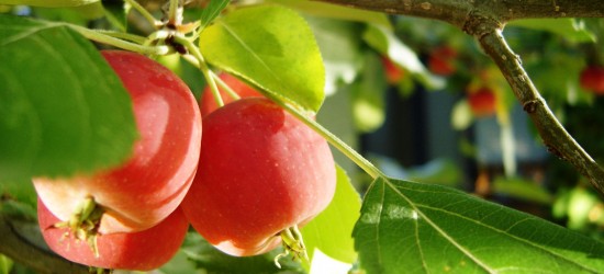 crabapple